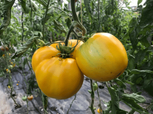 Žltá mäsitá paradajka LUNAR JOY