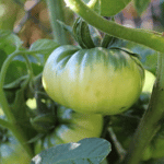 Odrody paradajok -Zelená mäsitá paradajka MYSTERY GREEN