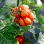 Červená mäsitá paradajka RAISEN TOMATO