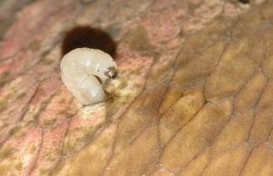 Skodcovia izbovych rastlin smutivka larva