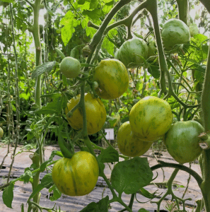 Zelená cherry paradajka VERTE ZEBRE CHERRY