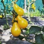 Odrody paradajok - Žltá hruškovitá cherry paradajka YELLOW PEAR CHERRY