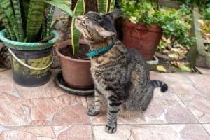 Nenáročné pokojové rostliny tchýně jazyky s kočkou