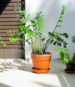 Nenáročné pokojové rostliny zamiokulkas v květináči