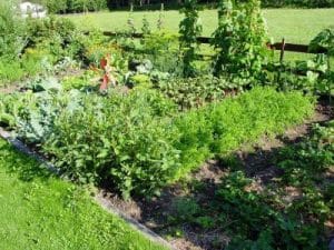 Vlastné priesady v zeleninovej záhrade