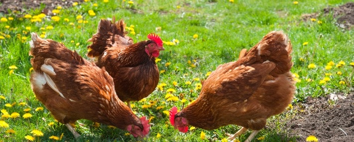 Nákupná taška s kvetinami a záhradníckymi produktmi