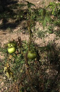 Fuzarióza, vädnutie listov (Fusarium oxysporum) silne napadnutá rastlina paradajky