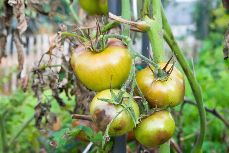 Choroby paradajok - Plesňou zemiakovou napadnutá rastlina paradajky s príznakmi napadnutia na plodoch aj listoch