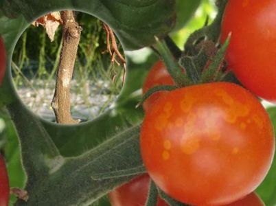 Plod paradajky napadnutý Sivou plesňou s detailom stonky
