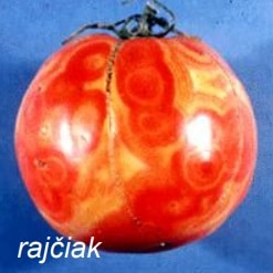 Choroby paradajok - Plod paradajky napadnutý Vírusom bronzovitosti rajčiaka