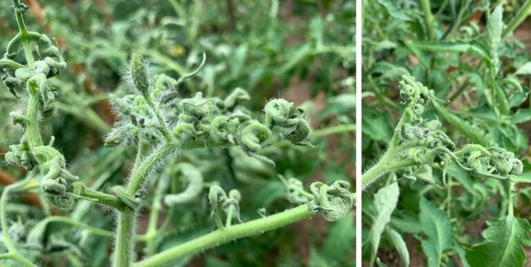 Choroby paradajok - Stolbur rajčiaka deformujúci rastlinu