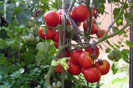 Choroby paradajok - Zelený prstenec na plodoch paradajky