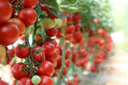 Zrelé a dozrievajúce plody paradajok