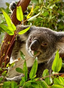 Koaly sú známe tým, že sa živia výhradne listami eukalyptu - tejto koale listy naozaj chutia