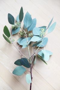 Konáriky eukalyptu s listami a kvetnými pukmi