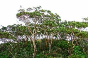 Obrovské eukalyptové stromy sa týčia ponad ostatný porast