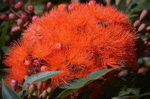 Obrovské súkvetie eukalyptu s oranžovo kvitnúcimi kvetmi a púčikmi