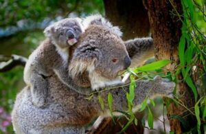 Samica koaly s mláďaťom na chrbte kŕmiaca sa eukalyptovými listami