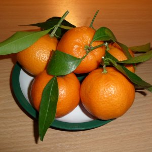 citrusy - mandarínka