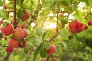 Ovocný strom Jabloň so jablkami na konároch
