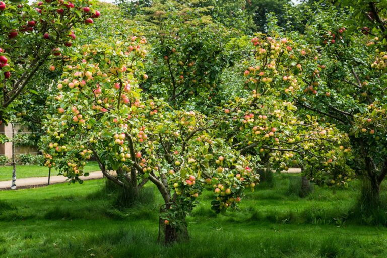 Ovocné stromy majú pomenovanie podľa plodov s názvom ovocie - Jablone s plodmi v záhrade počas jesene