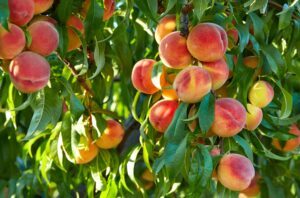 Ovocné stromy - Vetva broskyne v detailnom zábere