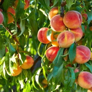 Ovocné stromy - Vetva broskyne v detailnom zábere
