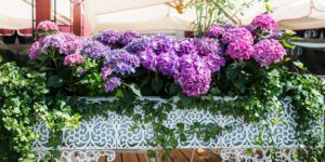 Hortenzia - Kvety hortenzie v čipkovom kovovom kvetináči