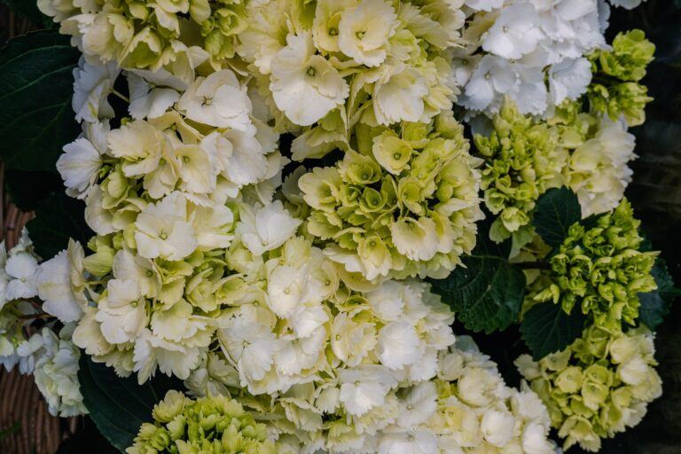 Druhy hortenzií - Krásne biele kvety hortenzie stromčekovitej (Hyrangea  arborescens) 