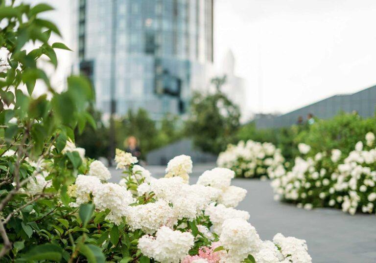 Strihanie hortenzie - Biele hortenzie metlinaté (Hyrangea paniculata) pestované v meste na pozadí mrakodrapu