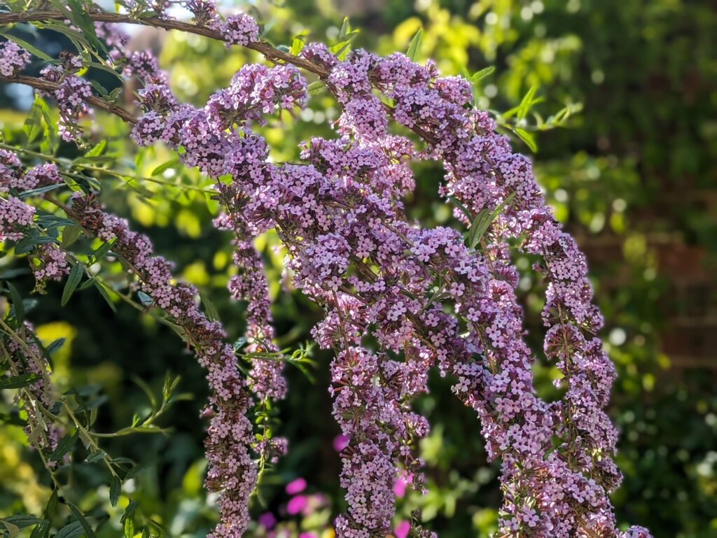 Buddleja alternifolia