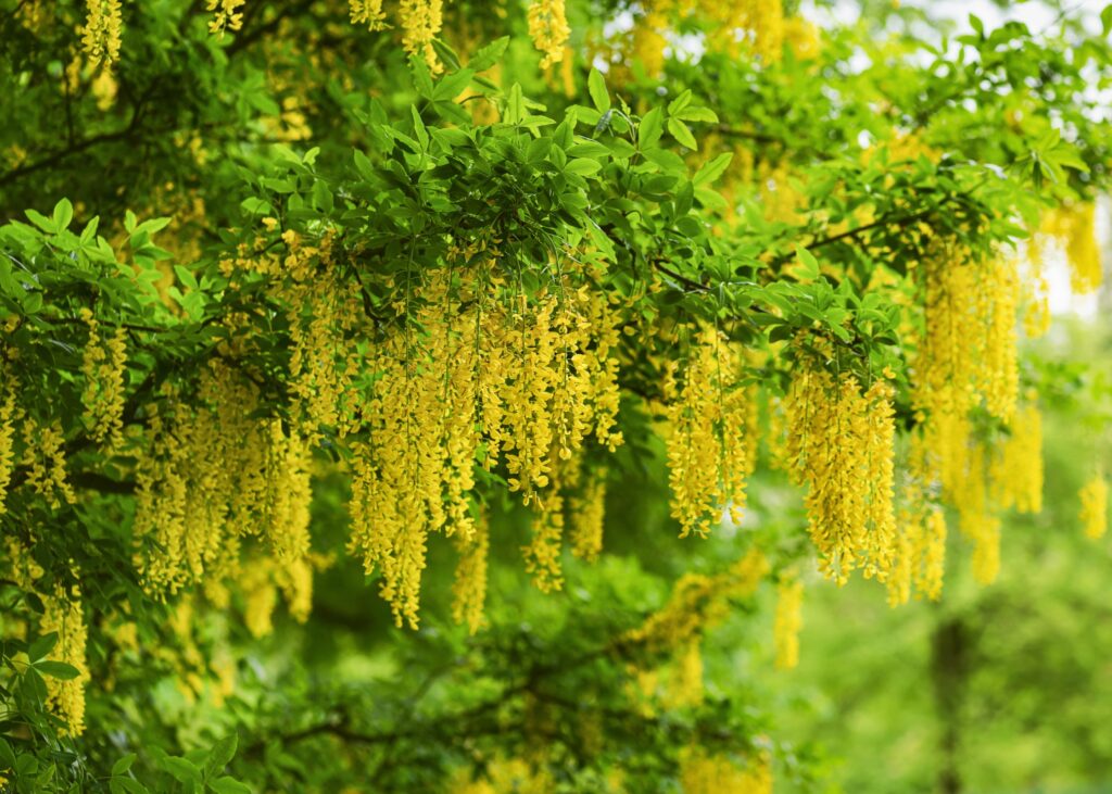 Zlatý dážď Laburnum anagyroides