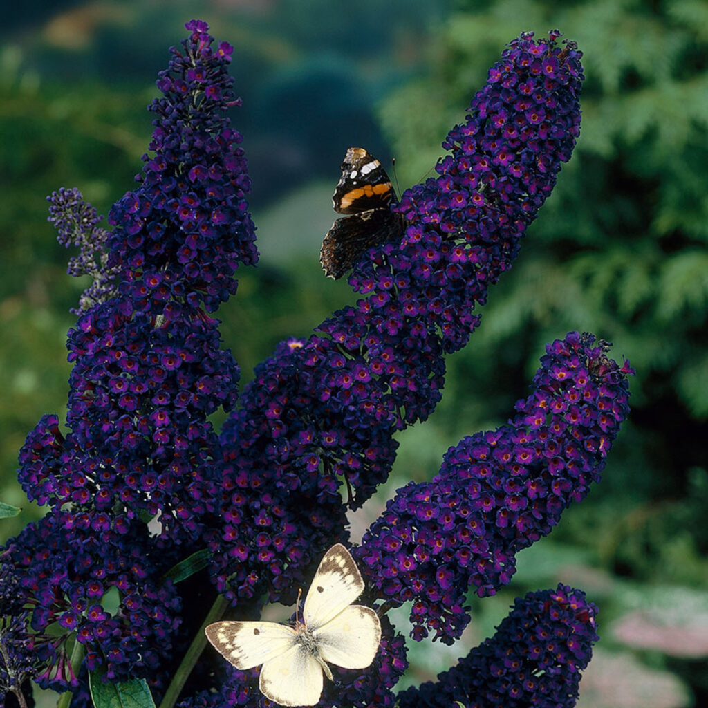 Buddleja davidii 'black knight'