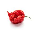 Nejpálivější chilli paprička Carolina Reaper