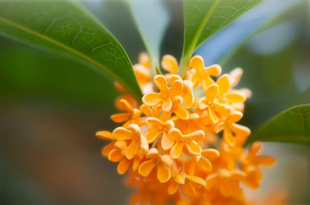okrasné kry neopadavé osmanthus