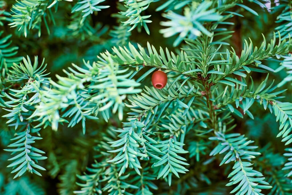 Európska tisa, Taxus baccata vždyzelená tisa zblízka tónovaná, jedovatá rastlina s toxínmi alkaloidmi