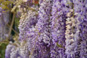flowers of wisteria e1682784403145