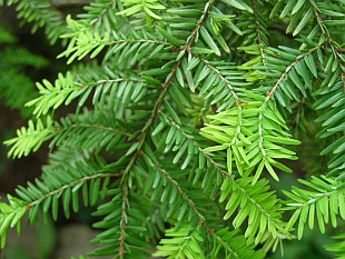 jedľovec
