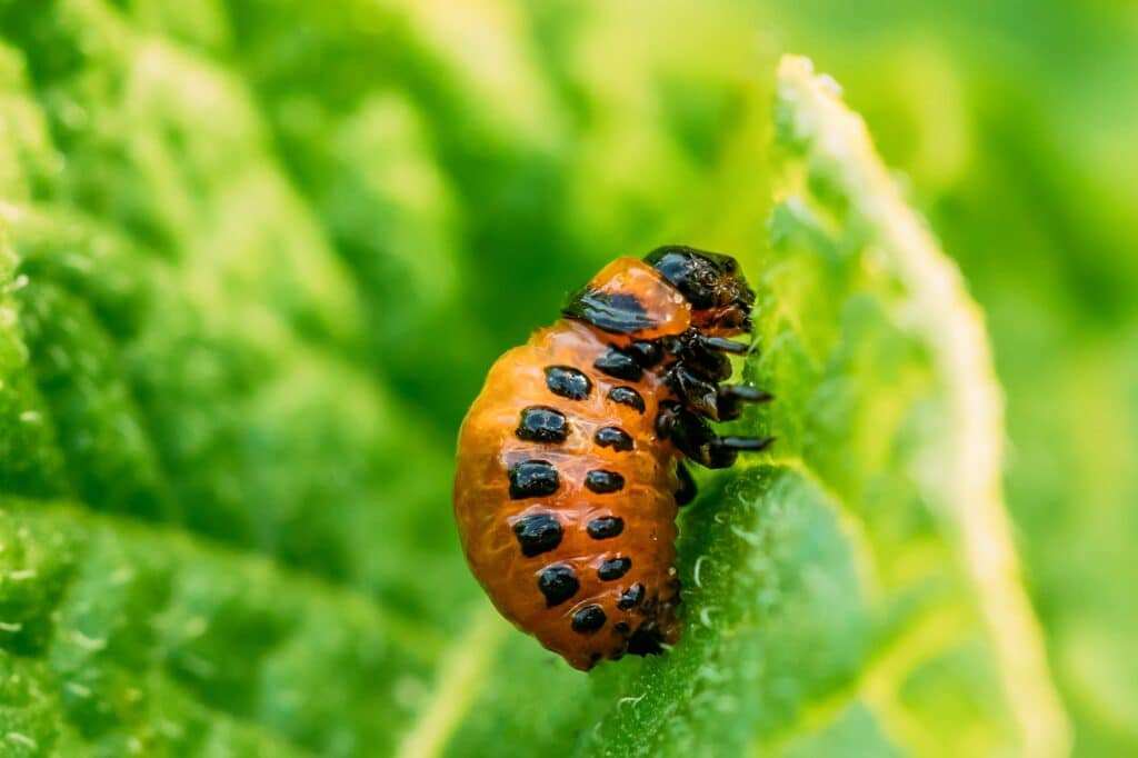 Mandelinka zemiakový - larva