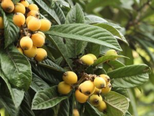 okrasné kry neopadavé loquat japonský