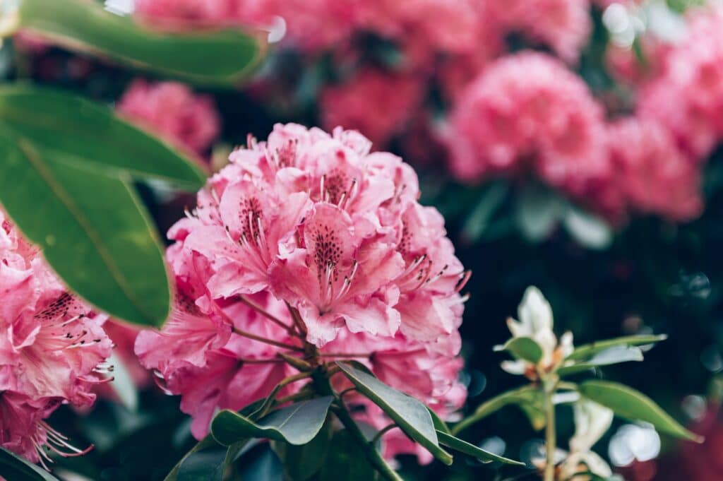 Rododendron ružový