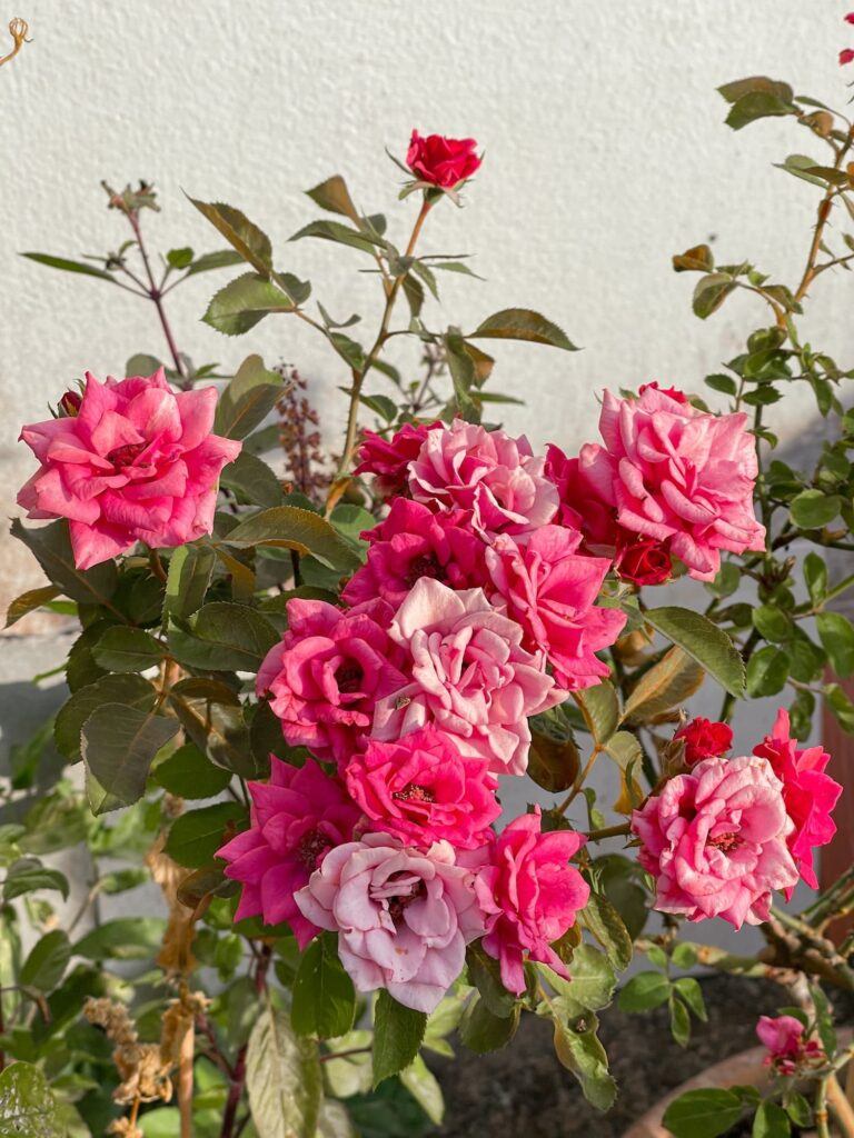 Kvitnúce ružové kríkové ruže v záhrade. Pestovanie ruží začína ich správnou výsadbou.