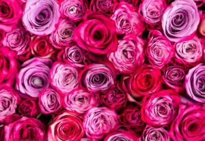 Druhy ruží - Historické Stolisté ružové ruže (ruže Centifolia )