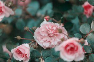 Kultivar ruže s bledoružovými kvetmi a pukmi