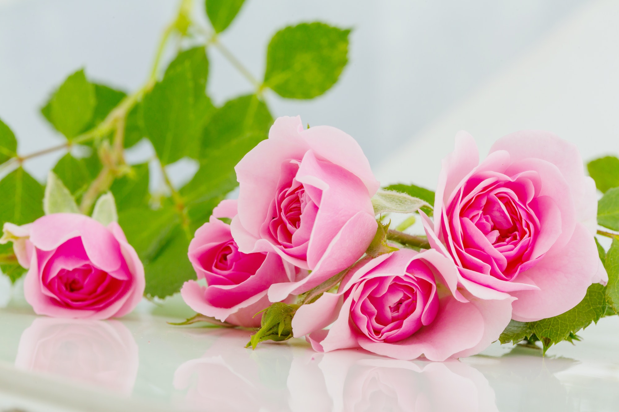 Ruža - kvety ružových ruží s listom