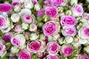 Pestovanie ruží - bieloružové kvety a puky ruží
