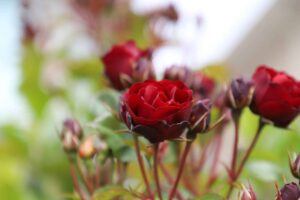 Ruže - zamatovo červené kvitnúce ruže a otvárajúce sa puky