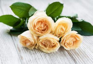Pestovanie ruží - kytica z krémovobielých ruží