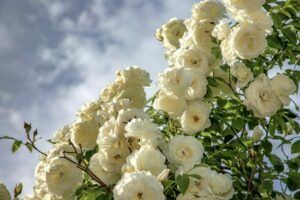 Ruže - Druhy ruží - Historické Biele ruže (Rosa alba)