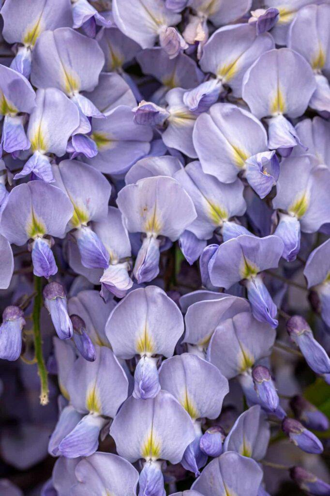 wisteria tree blooming close up natural background